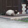 玄関前の猫
