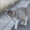 目つき悪い猫
