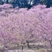公園の河津桜 6