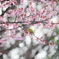 花見