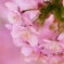 Spring atmosphere