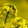 菜の花とミツバチ　1200mm開放