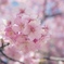 河津桜
