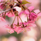満開の河津桜