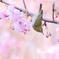 蜜が好き