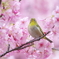 この花咲けば(6)