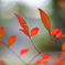 三月の紅葉