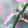 温室ケロ 10