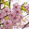 桜の花脈