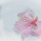 散った桜