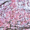 新宿御苑の桜