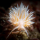 nudibranch