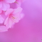 河津桜満開