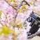 二眼と桜