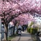 河津桜