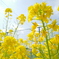 春の菜の花。