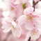 河津桜