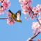 この花咲けば(7)