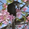 春の訪れとヒヨドリ