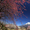 里山の春