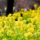 春　菜の花
