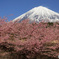 桜、満開の頃