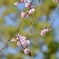 忘れられた寒桜‼︎