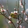 春の香に誘われて
