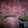 tunnel 2（河津桜）