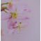 啓翁桜