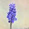 Grape hyacinth