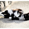 ねこね