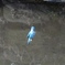 狩り！（小魚を狙い渓流に超高速！！）。
