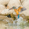 いつもの公園「水引く」