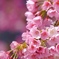 大寒桜