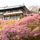 雨引山楽法寺