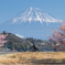 日本の春