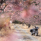 桜トンネルで一休み