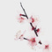 2022初桜