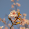 夕桜