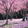 花びら舞う　蜂須賀桜