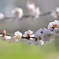桜には負けないわよ〜