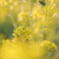 菜の花畑の中で