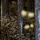 春蛍の舞う森