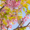あそこの蜜が欲しい！メジロは言いました。