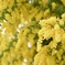mimosa