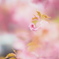 PEN-Fで撮る花の写真6