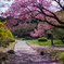 桜散る道