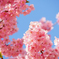 河津桜