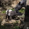 速報　只今バクの赤ちゃん公開中です